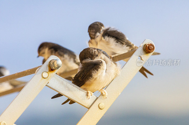 谷仓燕子(Hirundo rustica)在我的窗口靠近。躺在我的衣架上